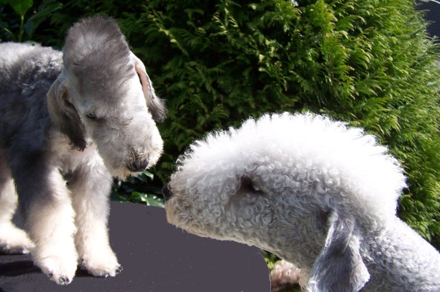 Arc-en-ciel Arlequin 06.04 (8).JPG